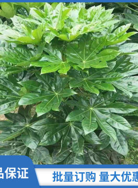 绿化苗八角金盘树苗耐寒盆栽植物