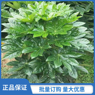 庭院别墅绿化八角金盘树苗四季常青耐阴耐寒盆栽植物花卉净化空气