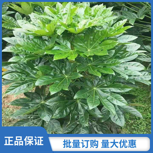 绿化苗八角金盘树苗耐寒盆栽植物