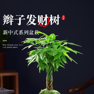 辫子发财树小盆栽2024新款室内花卉绿植物好养客厅四季招财旺宅树