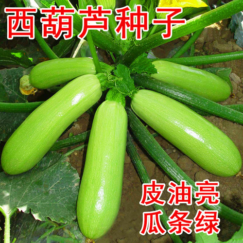 西葫芦种子绞瓜高产西葫芦籽