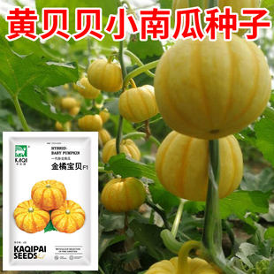 黄贝贝南瓜种子黄色小南瓜种籽小桔瓜太阳果小金南瓜辅食南瓜种孑