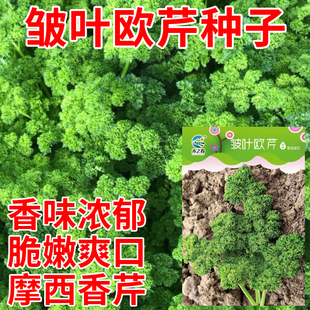 皱叶欧芹种子法国香芹种籽摩西香芹种子法香沙拉菜春季蔬菜种子孑