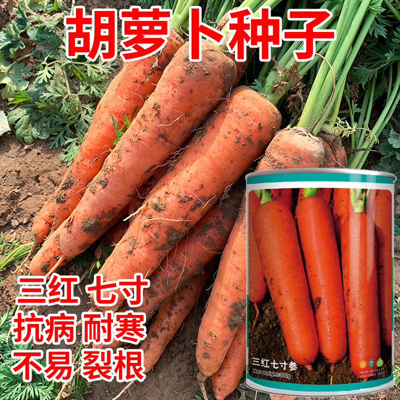 卡罗拉胡萝卜种子三红七寸参