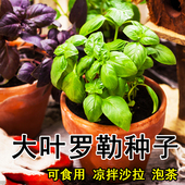 罗勒种孑种子盆栽罗勒种子柠檬罗勒苗罗勒叶种籽大叶九层塔甜罗勒