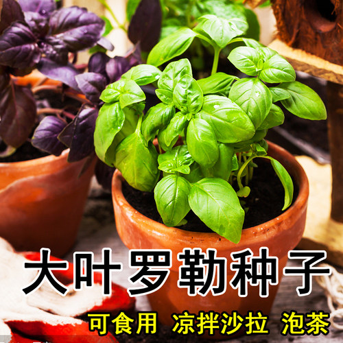 食用罗勒种子九层塔做菜香味浓