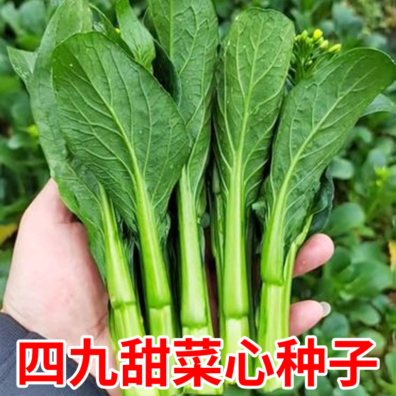 四九菜心种子广东菜心种籽白菜苔蔬菜种孑大全耐热青菜甜菜心种籽