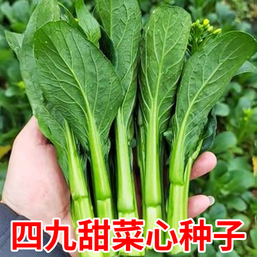 四九菜心种子广东白菜苔蔬菜种孑