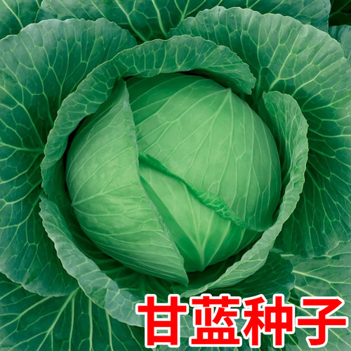 农科院甘蓝种子抗病高产种子