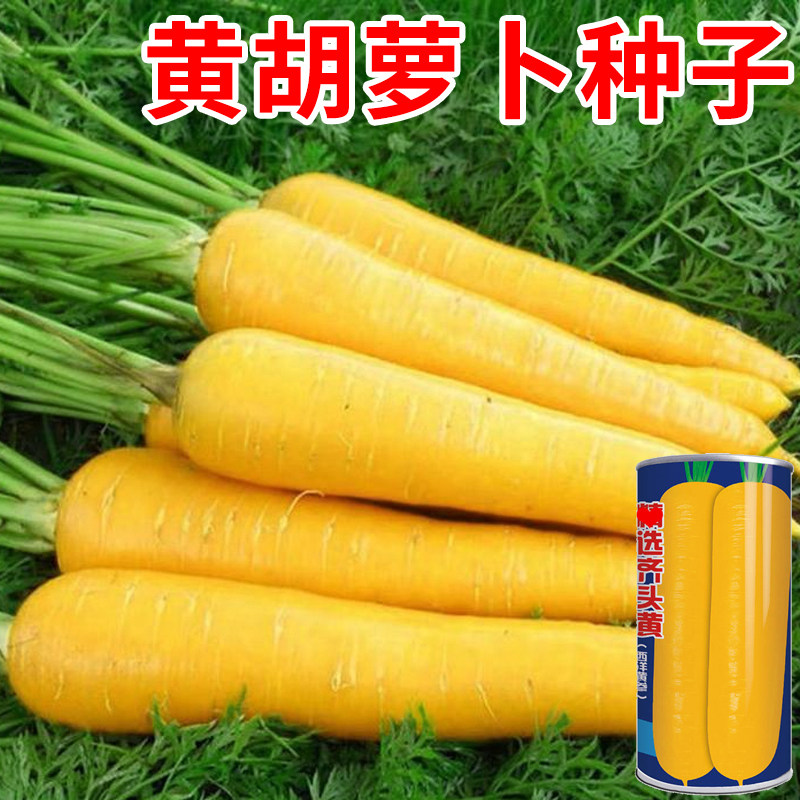 黄胡萝卜种子齐头黄萝卜甜脆水果胡萝卜种孑夏秋季萝卜籽蔬菜种孑