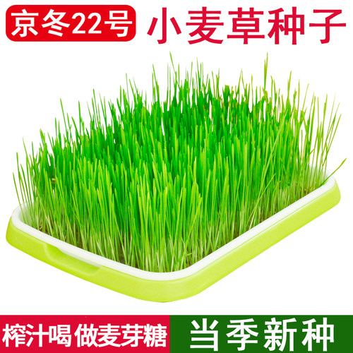 小麦麦芽糖猫草水培无土青汁