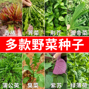 野菜种籽板蓝根青菜种子荆芥根达菜荠菜种子马齿苋籽香椿籽蒲公英