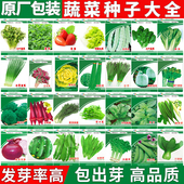 蔬菜种子小葱籽大全菜种子生菜菜籽青菜阳台盆栽菠菜韭菜香菜四季