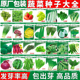蔬菜种子小葱籽大全菜种子生菜菜籽青菜阳台盆栽菠菜韭菜香菜四季