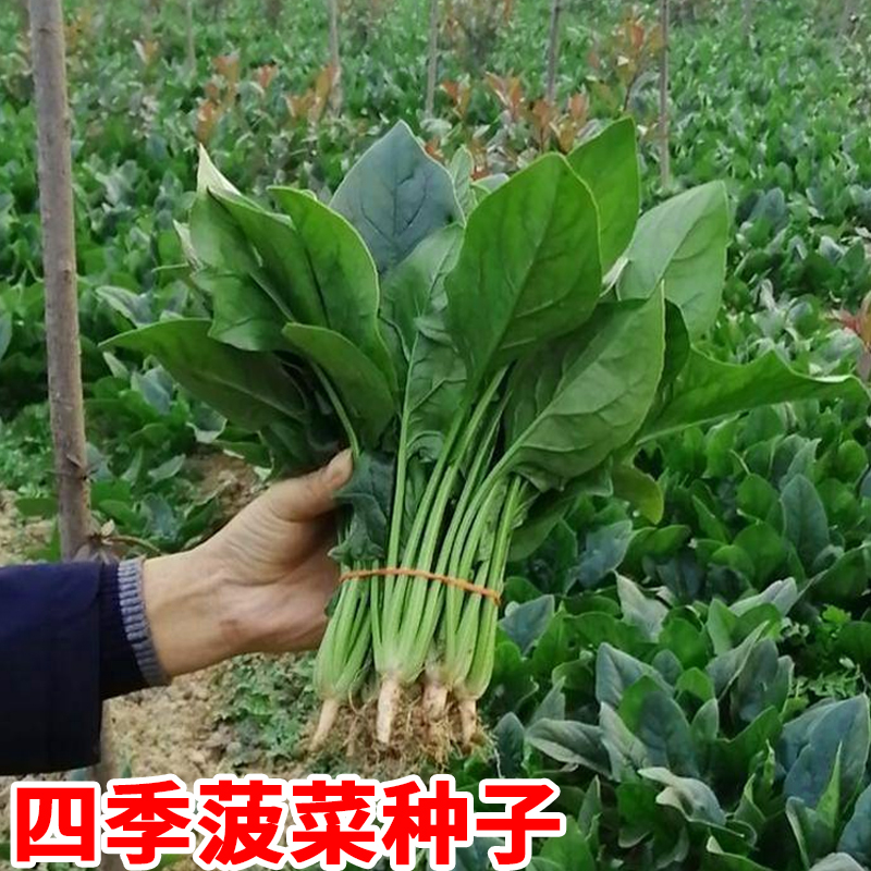 菠菜种子春季耐热耐寒蔬菜