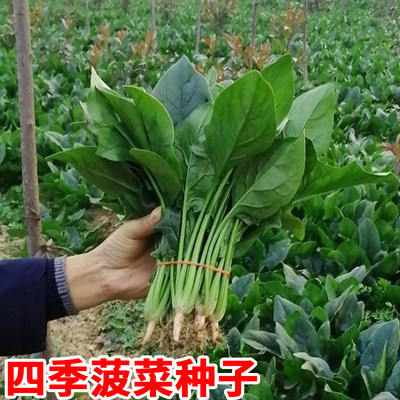 菠菜种子春季耐热耐寒蔬菜