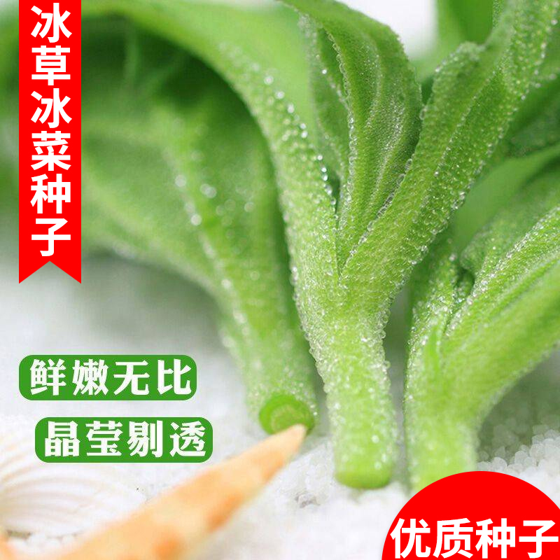 水晶冰菜种子非洲四季易种