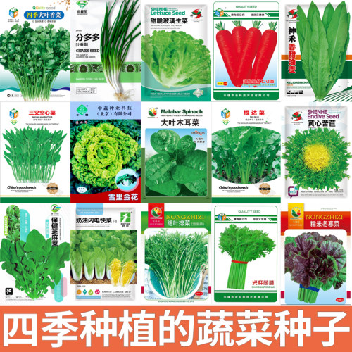 蔬菜种子菠菜茼蒿小葱空心菜