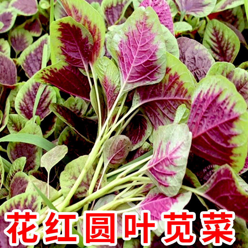 苋菜种籽红苋菜种子汉菜籽种圆叶苋菜小尖叶苋菜苋菜种籽大全种孑