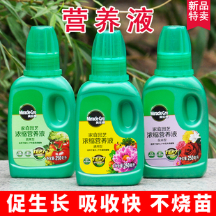 植物绿色蔬菜水培植物营养液四季 通用盆栽花卉绿植通用富贵竹肥料