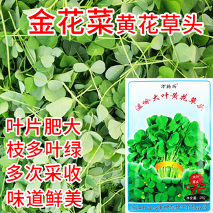金花菜种子上海黄花草头种籽金花草头菜种籽养生春季菜籽蔬菜种籽