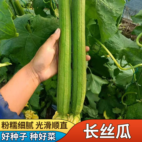 丝瓜种子长丝瓜特长高产