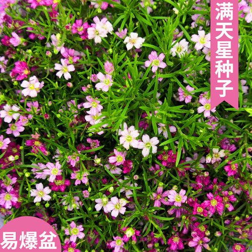 满天星种子花种子白色粉色满天星