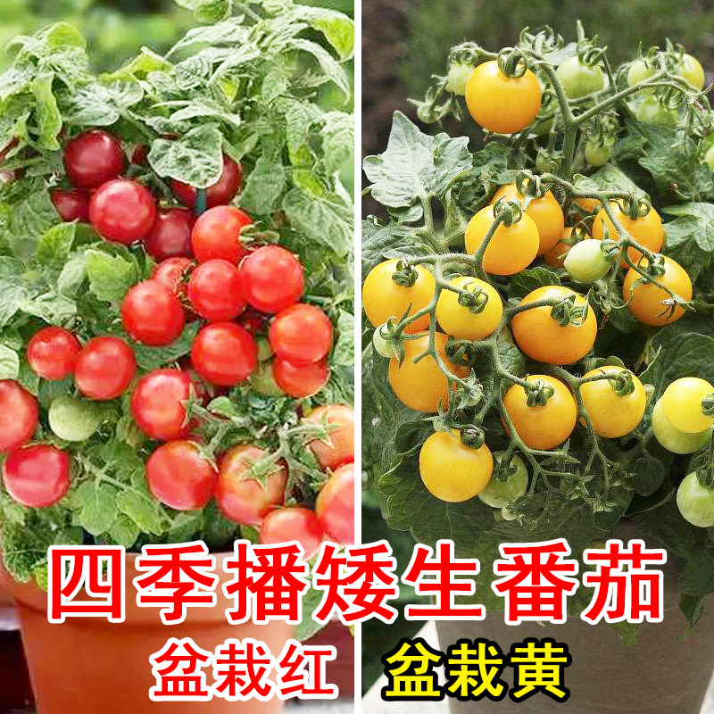 矮化矮生番茄种子盆栽食用番茄