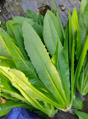 油麦菜种子四季紫色油麦菜籽蔬菜种籽油麦菜籽种四季青菜菜种大全