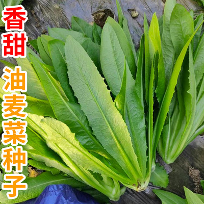 油麦菜种子四季易种紫色油麦菜