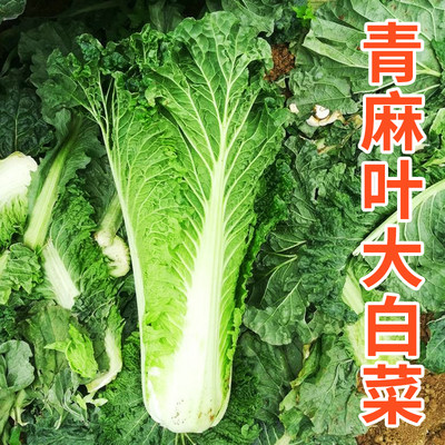 青麻叶大白菜种子天津青口白菜籽