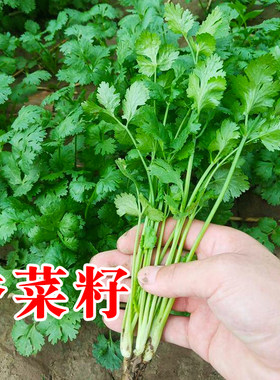 四季易种老品种大叶小叶香菜种子