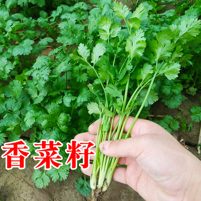 四季易种老品种大叶小叶香菜种子
