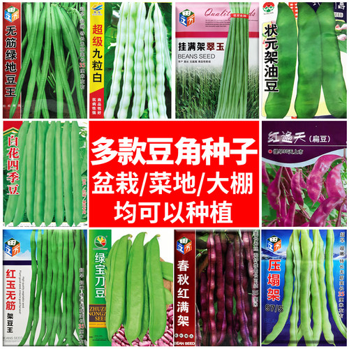 豆角种子无架豆角芸豆白不老