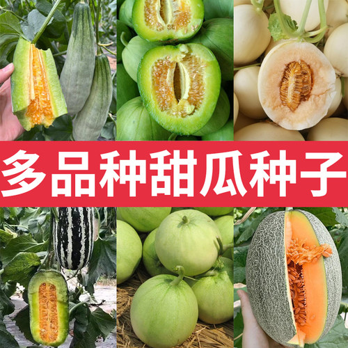 甜瓜种子冰糖子绿宝石西瓜羊角蜜