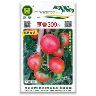 京番309番茄种子西红柿草莓柿子丹东铁皮柿子草莓番茄种籽嘎啦果