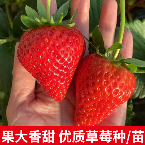 草莓种子四季易种奶油草莓盆栽