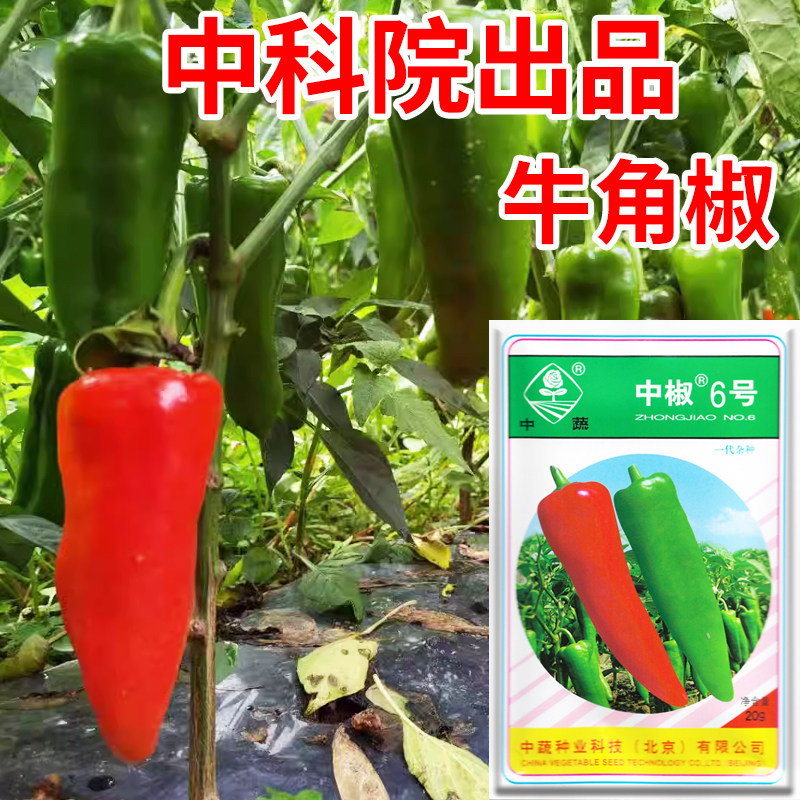 中蔬中椒6号牛角椒种子