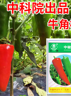 中蔬中椒6号牛角椒种子