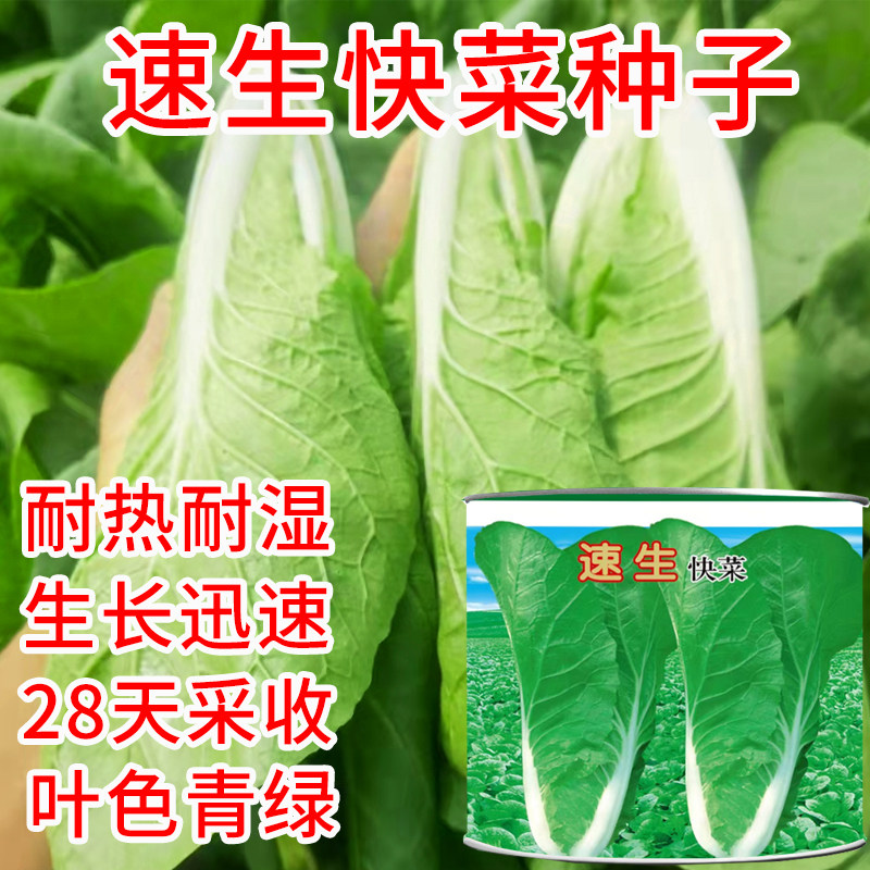 高产耐热毛白菜种籽早熟四季播