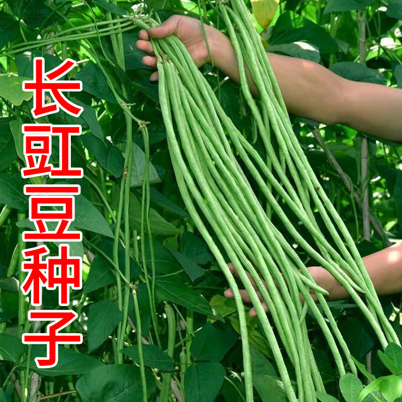长豇豆种子长豆角种籽四季豆蔬菜种子缸豆芸豆菜籽高产摘不败秧苗