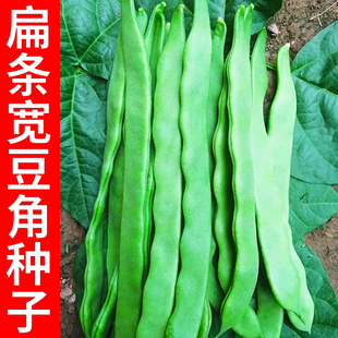 挑战者扁条架豆角种子宽荚豆角四季豆种籽春季豆角种孑蔬菜种子苗
