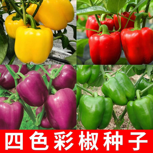 柿子椒种籽红色紫色黄色绿色