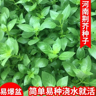 四季 蔬菜种孑大全阳台盆栽菜种 荆芥种子大叶荆芥籽河南香芥菜春季