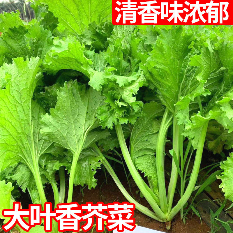 大叶芥菜种子叶用香芥菜籽清香芥菜阳台盆栽农科院辣菜种饺子青菜