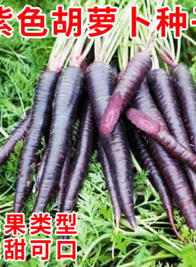 紫胡萝卜种籽紫色胡萝卜种子紫黑色水果胡罗卜脆甜春季秋季蔬菜籽
