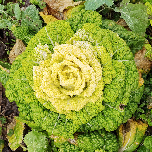 矮脚黄黄心乌乌塌菜菊花心种子