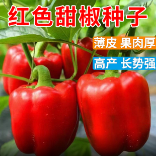 红甜椒种子辣椒种籽彩椒种子柿子椒红甜椒种籽辣椒种子青椒灯笼椒