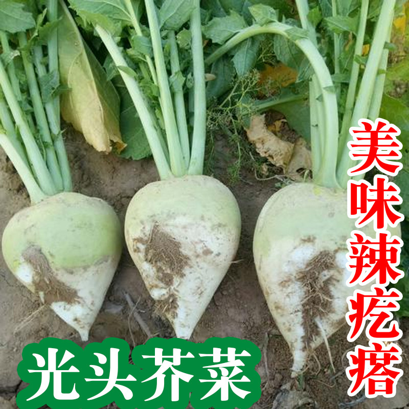 芥菜种子芥疙瘩根芥菜头榨菜辣疙瘩辣芥菜疙瘩籽圆润65号光头芥菜