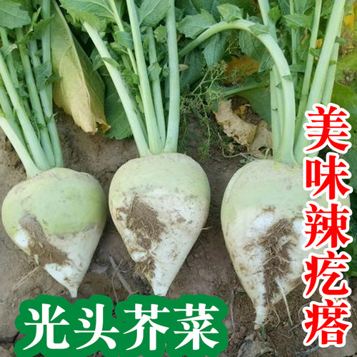 芥菜种籽疙瘩菜头腌菜榨菜籽